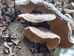 Trametes versicolor image