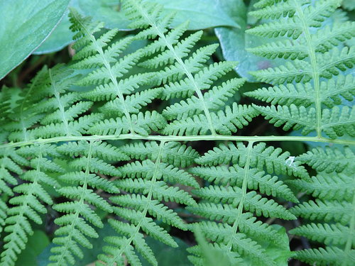 Image of Macrothelypteris viridifrons by (c) Yoshihiro Tokue, some rights reserved (CC BY)