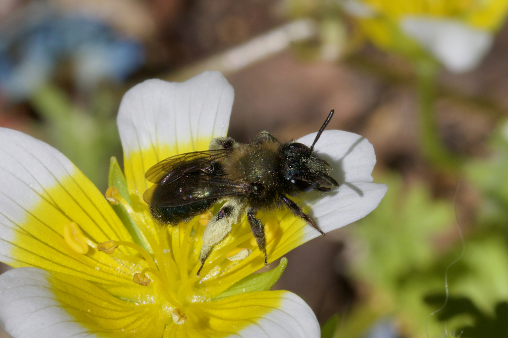 Blue-and-black Mining Bee