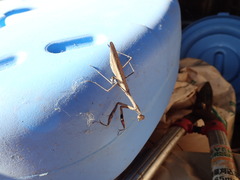 Statilia maculata maculata