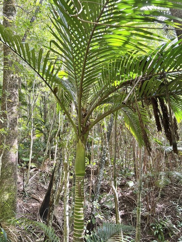 Image of Rhopalostylis baueri by (c) Sue Carnahan, some rights reserved (CC BY)