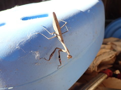 Statilia maculata maculata