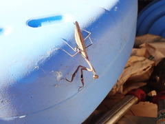 Statilia maculata maculata