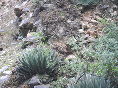 Agave victoriae-reginae