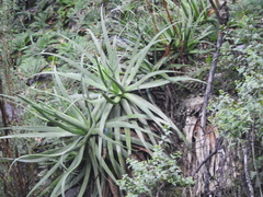 Agave bracteosa