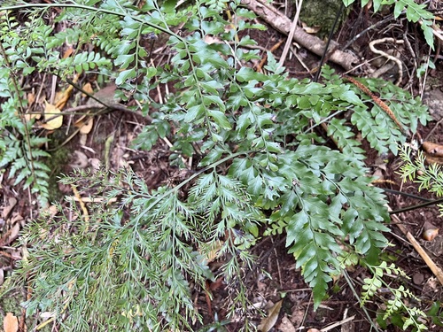Norfolk Island spleenwort (Asplenium dimorphum)
