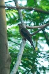 Cacomantis merulinus