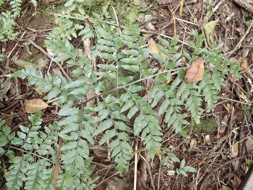Asplenium dimorphum, photograph 1