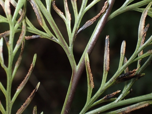 Asplenium dimorphum, photograph 3
