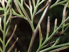 Asplenium dimorphum, photograph (c) Sue Carnahan, some rights reserved (CC BY)