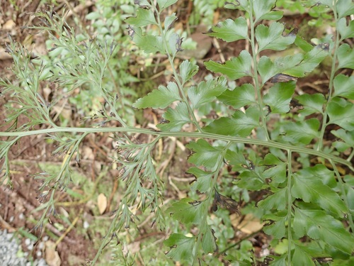 Asplenium dimorphum, photograph 2