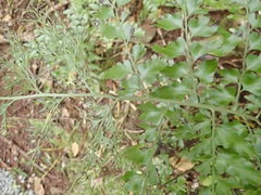 Asplenium dimorphum, photograph (c) Sue Carnahan, some rights reserved (CC BY)