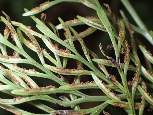 Asplenium dimorphum, photograph 4
