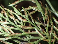 Asplenium dimorphum, photograph (c) Sue Carnahan, some rights reserved (CC BY)