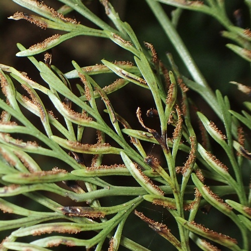Asplenium dimorphum, photograph 5