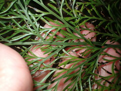 Asplenium dimorphum, photograph (c) Sue Carnahan, some rights reserved (CC BY)