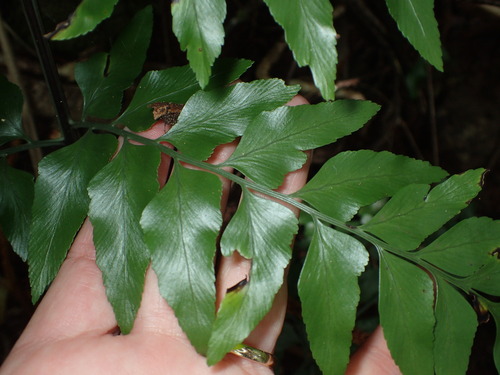 Image of Asplenium dimorphum by (c) Sue Carnahan, some rights reserved (CC BY)