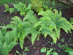 Polystichum × arendsii