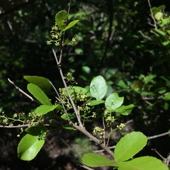Searsia natalensis