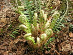 Polystichum × arendsii