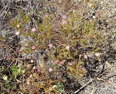 Diastella proteoides