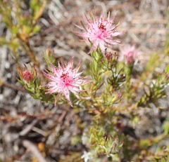 Diastella proteoides