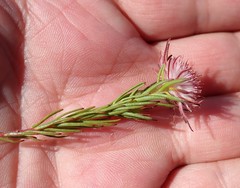 Diastella proteoides