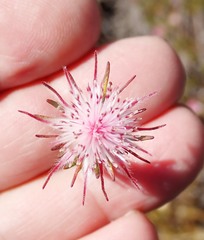 Diastella proteoides