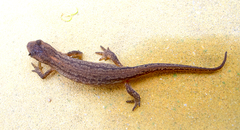 Lissotriton schmidtleri