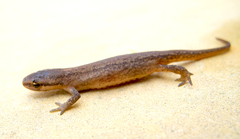 Lissotriton schmidtleri