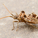 Centrocoris - Photo (c) katunchik,  זכויות יוצרים חלקיות (CC BY), הועלה על ידי katunchik