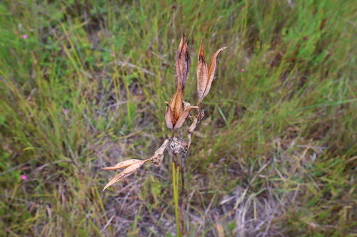 Image of Blandfordia grandiflora by (c) Gary Williams, some rights reserved (CC BY-SA)