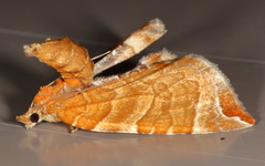 Eulithis molliculata