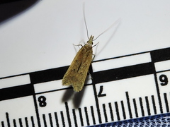 Mesophleps adustipennis