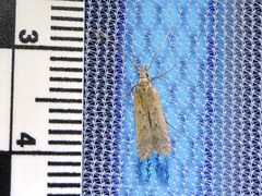 Mesophleps adustipennis