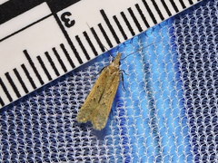 Mesophleps adustipennis