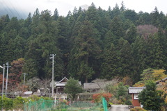 Cryptomeria japonica