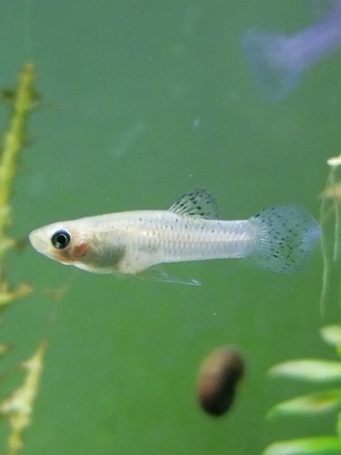Eastern Mosquitofish