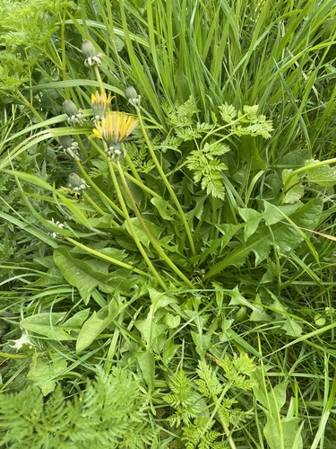 grey-bracted dandelion (Taraxacum pallidipes)