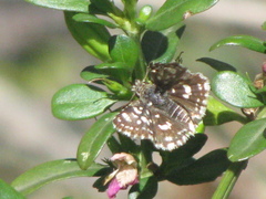 Spialia