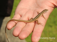 Stejneger's Grass Lizard photo 5
