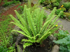 Polystichum × arendsii