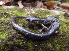Plethodon albagula