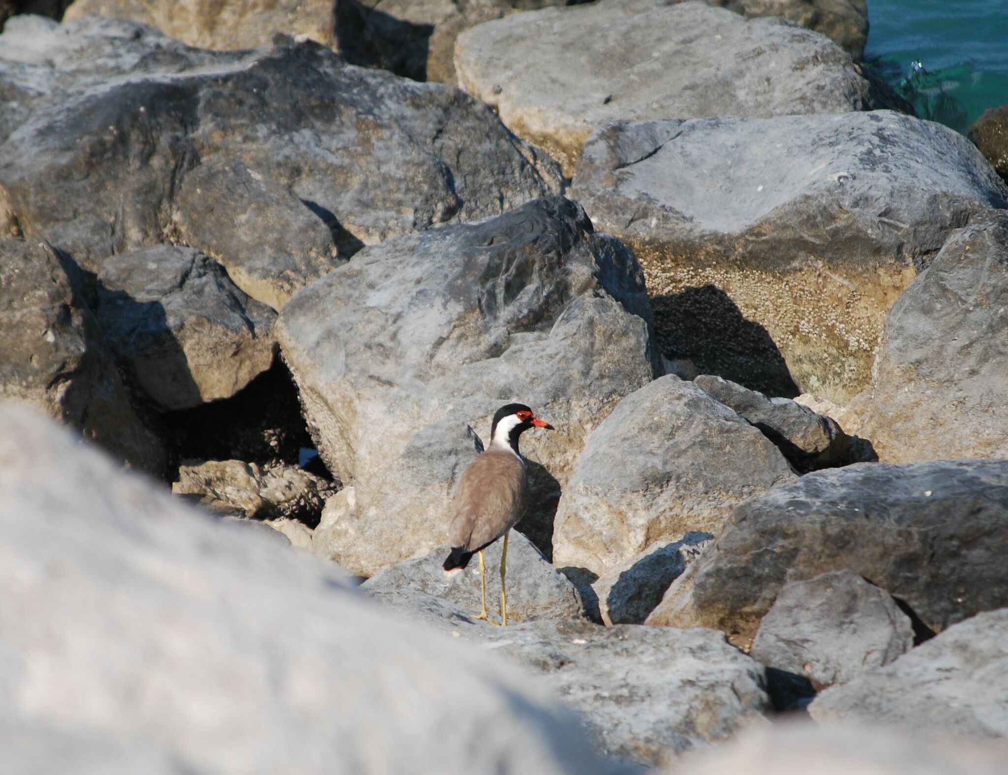 Red-wattled Lapwing