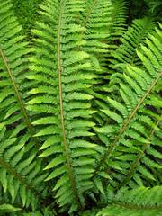Polystichum × arendsii