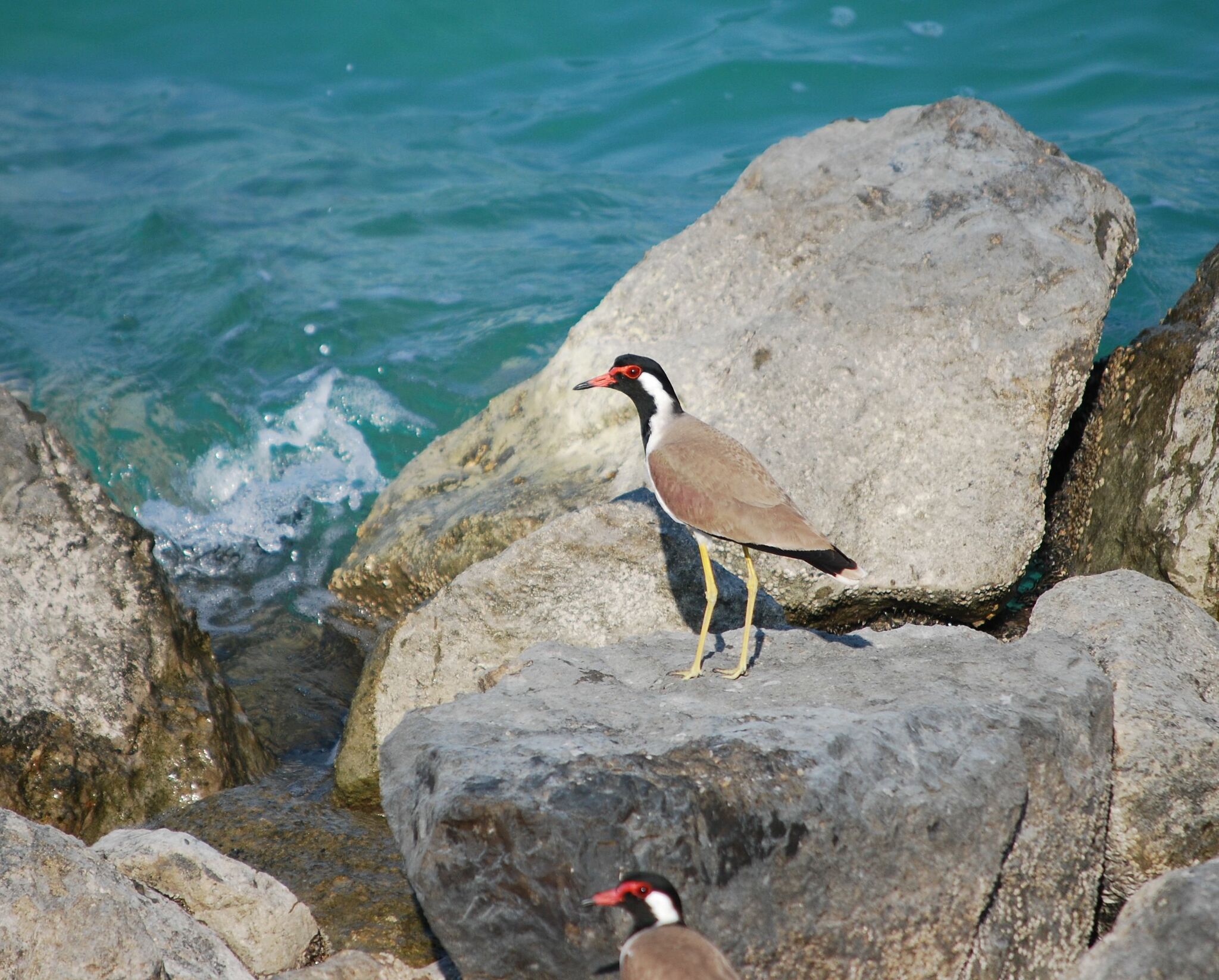 Red-wattled Lapwing