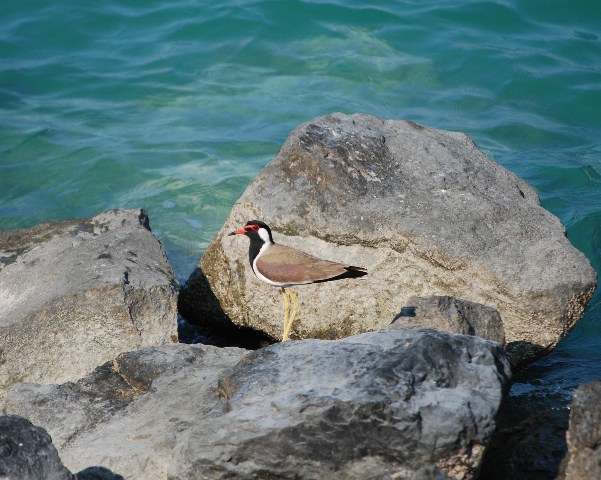 Red-wattled Lapwing