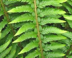 Polystichum × arendsii
