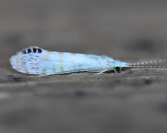 Nectopsyche exquisita