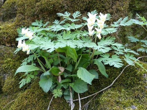 Dicentra cucullaria